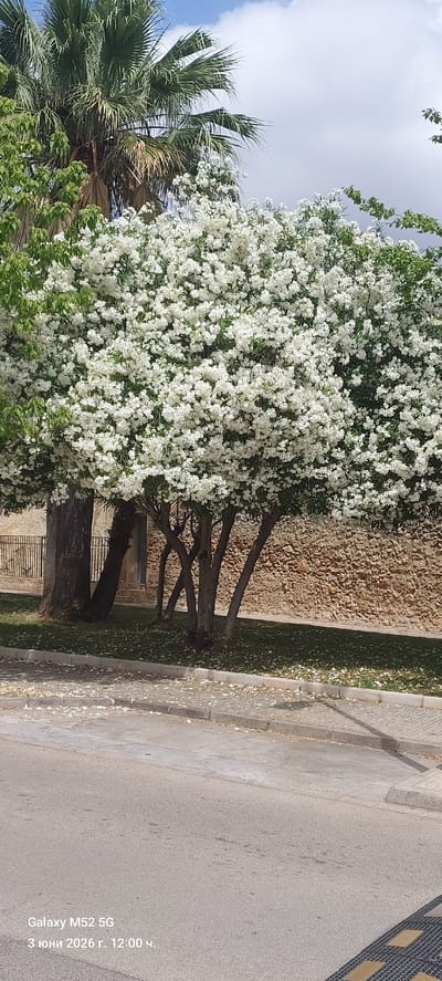 This image captures an outdoor scene, likely a street or garden area, characterized by abundant flora and human-made elements under a bright sky.

**Subjects:** The most prominent subject is a large tree or shrub covered in numerous small, dense white flowers, creating a striking contrast with its green foliage. To the left of this flowering plant, a palm tree with large, fanned green fronds is visible. The flowering tree has multiple thick, dark trunks. Behind the trees, a textured wall made of light brown, possibly stone or concrete, runs horizontally. To the right, a paved sidewalk separates the greenery from an asphalt road. Scattered white petals, likely from the flowering tree, are visible on the ground and sidewalk. In the distance on the road, a dark, patterned section, possibly a grate or specialized paving, can be seen. The sky is predominantly clear blue with a few scattered white clouds.

**Activity or event taking place:** No specific human activity or event is occurring. The image presents a static, tranquil landscape view.

**Notable details:** The scene is bathed in bright daylight, suggesting late morning or midday. The combination of the profusely flowering tree and the palm tree strongly indicates a warm, possibly Mediterranean climate, consistent with the provided location context of Canals, Spain. The overall mood is peaceful and vibrant due to the extensive blossoms.

**Visible text:** A digital watermark is present in the lower right corner (when the image is correctly oriented), displaying "Galaxy M52 5G" and "3 юни 2026 г. 12:00 ч." (June 3, 2026, 12:00 PM).