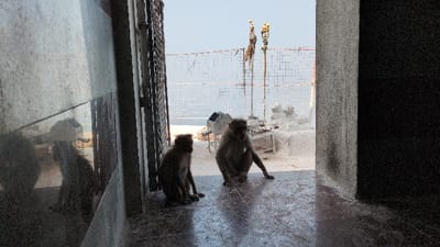 The image depicts two macaques seated on a polished concrete or tiled floor, looking outward from an enclosed space in Kadaladi, India. The scene is framed by a light grey concrete wall on the left and a darker grey concrete pillar on the right, indicating a doorway or opening. The monkey on the left is smaller and positioned facing slightly away from the camera, while the larger monkey on the right sits facing left towards the opening, with its legs splayed. Both animals exhibit brownish-grey fur.

Beyond the monkeys, the view extends to an outdoor area under a bright, clear sky. A light-colored, grid-patterned fence or wall stretches across the background. In the immediate outdoor area, a metallic, possibly hexagonal structure resembling a feeder or receptacle is visible on a dusty, light-colored ground. Irregular white objects, possibly rocks or debris, are scattered nearby. Further in the background, two tall poles with yellow, spherical objects and hanging material are present near the fence line, potentially serving as ceremonial decorations or markers. The overall environment appears dry and somewhat weathered.