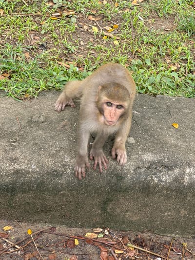 A single macaque monkey with light brown fur and a darker brown face is captured in Sơn Trà Ward, Vietnam. The monkey is positioned on a grey concrete curb, facing directly towards the camera with its head slightly raised. Its front limbs are extended forward on the concrete surface, while its hindquarters rest further back on the same plane. The monkey's eyes are dark with visible green-amber irises. The concrete surface is textured and shows some darker stains. Behind the monkey and the concrete, an area of ground is visible, covered with green grass, scattered brown leaves, and soil. Below the concrete curb, the foreground consists of dirt mixed with fallen brown and yellow leaves and small twigs. A single small, bright yellow leaf rests on the concrete to the monkey's right. The scene is illuminated by diffuse natural light.