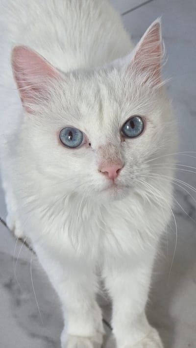 A close-up, eye-level, vertical shot captures a fluffy white cat with striking blue eyes, looking directly at the camera. The cat's pink nose and ears are visible. Its fur is predominantly white, with hints of pink visible inside its ears. The background is a light-colored, possibly tiled surface, with subtle grey lines suggesting grout or texture. The lighting is bright, illuminating the cat's features and fur. There is no indication of the location being Старошареево, Russia, or any urban environment.