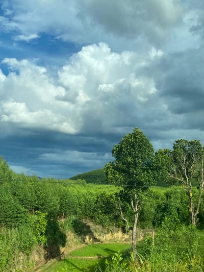 A bright green landscape under a dramatic sky is depicted. The foreground features lush vegetation, including tall grasses, bushes, and trees. A narrow, verdant agricultural field or ditch runs diagonally through the lower left quadrant of the image. Further back, a dense line of smaller trees forms a uniform green layer, leading to rolling hills covered in trees that recede into the distance. Two prominent trees stand in the mid-ground: one on the left is full of dark green leaves, and another on the right has sparser foliage and visible branches, with what appear to be fruits hanging from it. The sky is a dynamic mix of bright white, fluffy clouds against a deep blue expanse, transitioning into darker, more ominous gray clouds that suggest approaching rain or a storm. The overall impression is of a rural scene in Thôn 18, Vietnam, characterized by abundant greenery and a contrasting, active sky.