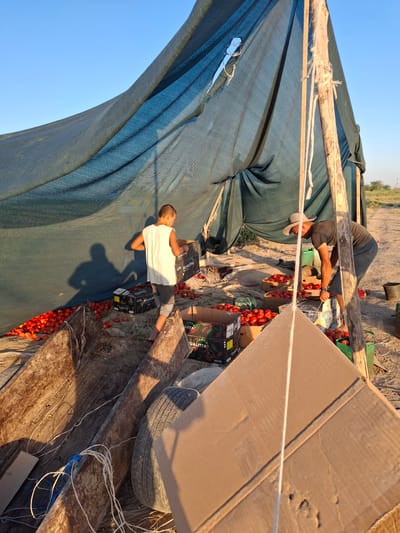In the city of Utmayli, Uzbekistan, a scene of agricultural activity unfolds under a vast expanse of clear blue sky. A large, dark blue tarp, possibly a shade net, is stretched taut over a rudimentary wooden frame, creating a makeshift shelter. Scattered across the sandy ground are numerous bright red tomatoes, some loose and others contained within cardboard boxes.
Two individuals are engaged in the harvest. A young boy, wearing a white tank top and grey shorts, is seen carrying a box of tomatoes. His shadow is cast starkly against the tarp, suggesting the bright sunlight. To the right, an adult male, sporting a light-colored hat, dark t-shirt, and shorts, is actively working with the produce. He appears to be sorting or packing tomatoes.
The environment is rustic and functional, indicative of an agricultural setting. In the foreground, a weathered, rusty metal trough or container is visible, secured with ropes, suggesting its use in transporting or holding the harvested produce. A spare tire rests nearby. Several green plastic crates and more cardboard boxes, some bearing labeling, are also present, filled with tomatoes. The ground is a mixture of sand and loose soil, with some sparse vegetation visible in the background, hinting at the surrounding agricultural landscape. The overall impression is one of diligent work in the heat of the day, focused on gathering the season's tomato crop.