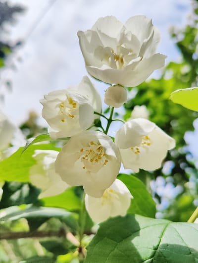 This is a close-up, vertical shot of a cluster of white jasmine flowers in bloom, with soft green leaves and a blurred sky in the background. The flowers are the main subject, with several fully opened blossoms and a few buds visible. Each open flower has delicate white petals and prominent yellow stamens in the center. The sunlight filters through the petals and leaves, creating a soft, luminous effect. The overall impression is one of natural beauty and tranquility, suggesting a warm, sunny day. The setting appears to be outdoors, likely in a garden or natural environment, given the presence of lush foliage and the bright sky. There are no people or text visible in the image. The photo conveys a peaceful and serene mood.