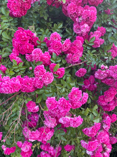 A vertical close-up shot displays a dense bush of bright pink roses, with many clusters of small, double-petaled flowers. The roses are in full bloom, with their vibrant color dominating the frame. Green leaves, some appearing slightly wilted, are interspersed among the blossoms, providing a leafy backdrop. The branches of the rose bush are visible, some bare and thorny, while others are covered in foliage. The lighting suggests an outdoor setting, likely during daylight hours, casting subtle shadows among the petals and leaves. The image has a shallow depth of field, with the foreground roses in sharp focus and the background slightly blurred, emphasizing the texture and detail of the flowers. The overall impression is one of abundant, lush floral growth.