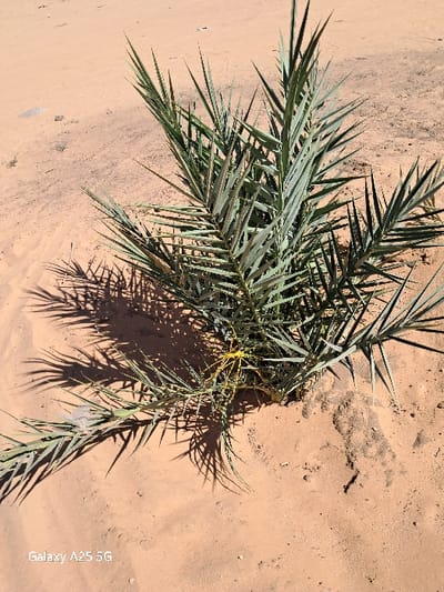 The image shows a small palm tree growing in the sand. The tree is located in Karima, Sudan, at the coordinates 18.54 latitude and 31.831 longitude. The sand is light brown, and the tree has green leaves. There is a shadow cast by the tree to the left of the image. The image was taken from a slightly elevated angle looking down at the tree.