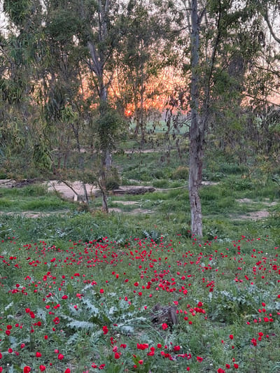 The image displays a vibrant natural landscape, captured during what appears to be either sunrise or sunset. The scene is dominated by a field of lush green vegetation on the right, heavily dotted with numerous small, bright red flowers. These flowers are scattered across a bed of grass and other low-lying plants, some of which have distinctive silvery-green, serrated leaves, possibly thistles or similar wild plants. A few darker patches of earth or exposed soil are visible within this flowery expanse.
On the left side of the frame, several tall, slender trees with relatively smooth, light-colored trunks stand prominently. Their branches extend upwards and outwards, covered in green foliage. Sunlight streams through these branches, creating a warm, golden-orange glow that is particularly bright towards the center-left. This strong backlighting highlights the silhouettes of the tree branches and leaves, giving them a rich, autumnal hue where the light catches them.
In the mid-ground, more trees and greenery extend into the distance, suggesting a wooded area or a line of trees bordering the field. The overall impression is one of natural beauty and tranquility, with the warm light casting long shadows and illuminating the colorful field. There is no visible text in the image.