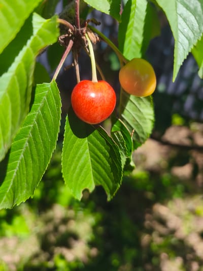 Two cherries hang from a branch among green leaves. One cherry is bright red, and the other is yellowish-orange. The background is blurred, showing more green leaves and dappled sunlight on the ground. The scene is outdoors, likely in a garden or orchard within the Фронтовики Снт area of Russia.
