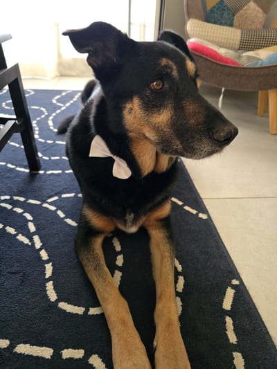 A medium shot shows a black and tan dog lying on a dark blue rug with white dashed line patterns. The dog is facing to the right, with its head turned towards the camera. It has a white bow tie around its neck. In the background, a chair with a patchwork cushion is visible, along with a glimpse of a window and a dark wooden chair leg. The scene appears to be indoors, likely in a residential setting in Agii Anargiri, Greece.