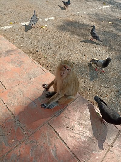 A light brown monkey with a tan face is prominently featured in the foreground, seated on terracotta-colored tiled ground and looking directly at the camera with a curious expression. Its hands rest on the ground in front of it.
The scene is set outdoors on a sunny day, with bright sunlight casting distinct, elongated shadows of the subjects and other elements on the ground, suggesting either morning or late afternoon. The ground is composed of two distinct surfaces: rough, dark asphalt in the background and reddish-brown, patterned tiles in the foreground and to the left.
Several pigeons are scattered across the asphalt and tiled areas. One pigeon is visible near the monkey on the asphalt, another is partially visible in the bottom right corner on the tiled surface, and a few more are further back on the asphalt. The pigeons appear to be walking or foraging on the ground. Small leaves and possibly food remnants are scattered on both the asphalt and tiled surfaces. The overall impression is one of wildlife interacting in a human-modified environment, consistent with the Ban Hin Sam Kon, Thailand location context. There is no visible text in the image.