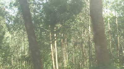 A forest scene reveals tall, thin trees, some in the foreground and others densely packed in the background. The trees' trunks are illuminated by dappled sunlight, creating a vibrant contrast with the shadowed foliage. Leaves form a dense canopy overhead, filtering the light and casting an ethereal glow. The overall impression is one of depth and abundance, evoking a sense of being immersed in nature.