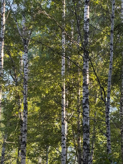 The image shows a dense stand of birch trees with their distinctive white and black bark. Sunlight filters through the green leaves, creating dappled light and shadow. The trees are tall and slender, with branches reaching upwards and outwards. The ground is not visible in the image. The scene is natural and serene, suggesting a peaceful outdoor setting. It is impossible to determine the specific location in Leninsk-Kuznetsky, Russia from the image alone. There are no people or animals present.