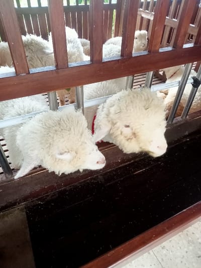 The image depicts an interior view of an animal enclosure in Kuwukan, Indonesia. Multiple white sheep with dense, curly fleece are contained within pens constructed from brown wooden vertical slats and lower horizontal metal bars. In the immediate foreground, two sheep have their heads extended forward through an opening above a dark, empty feeding trough. The sheep positioned on the right side of the frame wears a red collar or harness. Other sheep are partially visible deeper within the enclosure, behind additional wooden barriers. The scene is illuminated by ambient light, characteristic of a sheltered barn or stable environment.