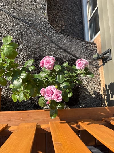 An outdoor, high-angle, eye-level shot captures a rose bush with multiple pink blooms in the city of Dieppe, Canada. The bush is situated in a bed of dark grey gravel, with a portion of a wooden deck visible in the foreground. Behind the rose bush, a light tan building with a window and what appears to be an outdoor faucet or utility box is visible. The lighting suggests a sunny day, casting shadows on the ground and deck. The image is still and shows no people or animals.