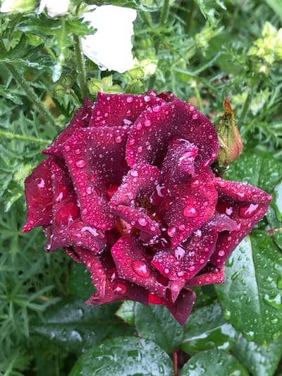 A close-up, top-down view of a dark red rose, covered in water droplets, is set against a blurred green background. The rose is in full bloom, with its petals unfurled and slightly drooping. Tiny droplets of water cling to each petal, reflecting the light and giving the flower a dewy appearance. The surrounding foliage is lush and green, with some hints of white flowers in the upper left corner. The overall impression is one of natural beauty and freshness, perhaps after a rainfall. The image does not contain any people or actions. The location is not specified in the image.