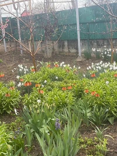 The image depicts a garden setting in what appears to be the early spring season, potentially located in Пожарское сельское поселение, Ukraine. A tree with bare branches, some showing the very beginnings of budding, is visible in the foreground. Behind it is a weathered green fence and a grey concrete wall. The foreground is dominated by a garden bed densely planted with various flowers. There are orange Crown Imperial flowers with their distinctive tufted foliage, interspersed with smaller white flowers, possibly daffodils or snowdrops. Green foliage of various types fills the garden bed. The overall impression is of a garden awakening after winter. There are no people visible in the frame. The focus is on the vegetation and the environmental setting.
