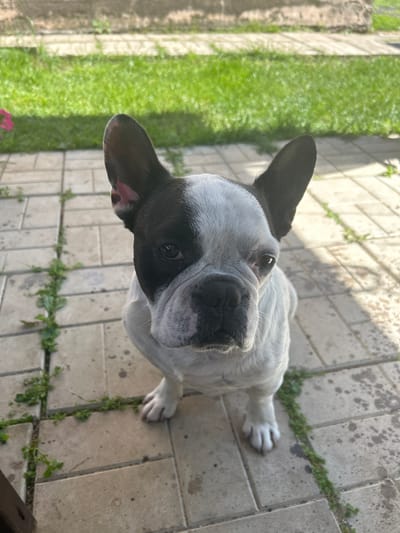 In Chashnikovo, Russia, a black and white French Bulldog sits on a paved patio outdoors. The dog is facing the camera, with its head tilted slightly. The patio is made of light-colored rectangular pavers, with green weeds growing in the cracks between them. Behind the patio, a strip of green grass is visible, and further back, a blurred background of what appears to be a building or wall. The lighting suggests it is daytime, with sunlight casting shadows.