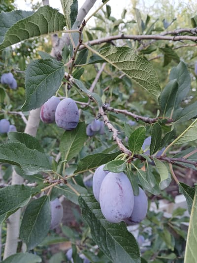 The image shows a close-up of a plum tree branch with several ripe plums. The plums are a deep purple color with a dusty bloom. They are oval-shaped and appear to be plump and juicy. The leaves of the tree are a vibrant green and are slightly serrated along the edges. The background is blurred, but it appears to be a garden or orchard setting with other trees and foliage visible. The lighting suggests it is daytime, possibly late afternoon due to the soft light. The scene depicts a natural environment with fruits ready for harvest. The location is specified as Коктал, Kazakhstan.