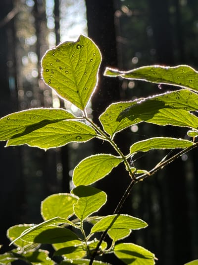 The image features a close-up view of a branch with bright green leaves, likely wet with dew or rain, as evidenced by water droplets on the leaf surfaces. The leaves are backlit, creating a strong outline of light around their edges. Shadows fall across the leaves, adding depth and contrast. The background is dark and blurred, with circular bokeh effects suggesting light filtering through trees or other objects. There is no evidence of people or actions. It is difficult to identify the location as Troitsk, Russia with any certainty based on this image alone. The presence of the leaves and lighting indicate an outdoor environment, likely in a forested area or garden.