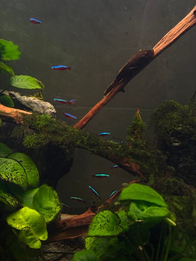 The image shows an aquarium interior with several neon tetras swimming amongst live plants and wood. A plecostomus is visible on a piece of driftwood. The aquarium contains lush green plants, some with dark spots on their leaves, and moss growing on submerged wood. The water appears clear, and the background is a dark, blurry gradient. The scene is a close-up view of an aquatic environment, likely a home aquarium. There is no indication of a location in the city of Bartula, Montenegro.