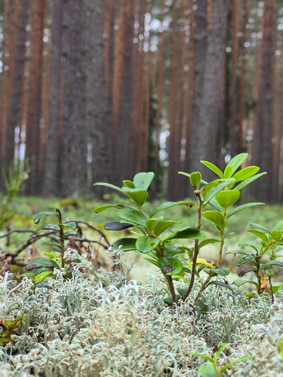 The image is a low-angle, close-up shot of a forest floor in Hargla, Estonia. The foreground is dominated by a dense carpet of light gray lichen, which has a delicate, branching structure. Growing out of the lichen are several small, leafy green plants, with some leaves showing dark spots. Behind the lichen and plants, blurred in the background, are the tall, slender trunks of pine trees. The lighting suggests an overcast day, with soft, diffused light. There are no people or animals visible in the image.