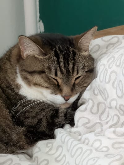 A domestic tabby cat is depicted sleeping, with its eyes closed. The cat exhibits a brown and dark-striped coat pattern, complemented by a prominent white chest and muzzle area, from which multiple long white whiskers extend. The animal is resting on a white textile surface, which features a repeating pattern of light grey, serpentine, wavy lines. The background consists of a light, possibly white, vertical surface on the upper left, transitioning to a darker, teal-green vertical surface on the upper right, indicating a corner or junction between two distinct wall sections. The scene is situated in Башкултаево, Russia.