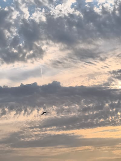 The image shows a bird in flight against a backdrop of clouds. The sky displays a mix of gray and yellowish-white clouds, suggesting either dawn or dusk. A faint contrail from an aircraft is visible in the upper portion of the sky. The bird, silhouetted against the clouds, appears to be flying from left to right. The scene is devoid of any identifiable landmarks or structures that would indicate its specific location within Broek op Langedijk, Netherlands.