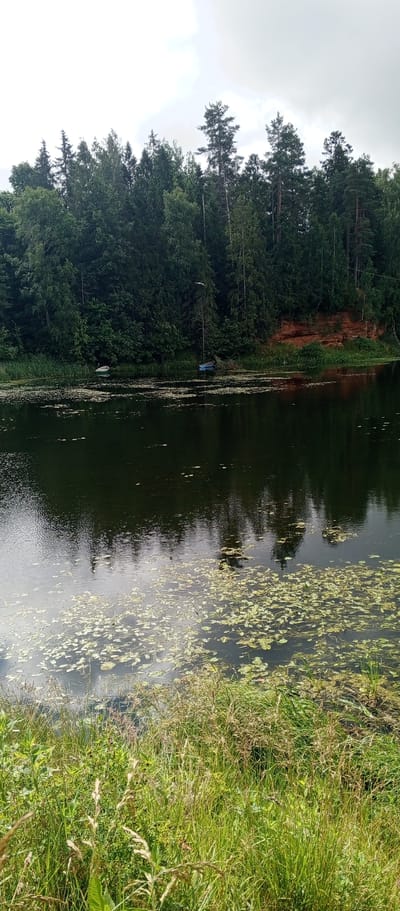 The image captures a serene natural landscape, likely near the settlement of Rozhdestveno, Russia. A dark, reflective body of water occupies the lower half of the frame, dotted with clusters of green lily pads. The water's surface mirrors the dense forest that lines the opposite bank, creating a symmetrical effect. This forest is a mixture of tall, dark green conifers and deciduous trees, with a distinct red-brown cliff face visible among the foliage on the right side. Two small boats, one white and one blue, are moored near the shore, suggesting a location frequented for recreation or fishing. In the foreground, a thick patch of green and brown grasses and reeds grows right up to the water's edge, adding to the untamed beauty of the scene. The sky above is overcast, casting a soft, diffused light over the entire panorama.