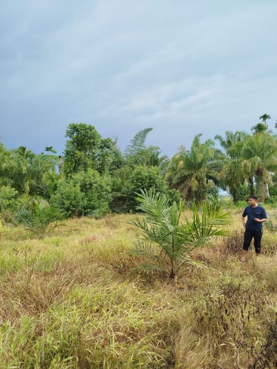 A man stands in a grassy field in front of a dense forest with various types of trees, including palm trees, under a cloudy sky. The man is wearing a dark blue t-shirt and black shorts, and he is holding a dark object in his right hand. He is facing to his left, looking out towards the forest. The field is overgrown with tall, dry grass and some green vegetation. In the background, the forest is a mix of lush green foliage, with tall palm trees reaching above the canopy. The sky is overcast with a light gray hue, suggesting a possibly impending rain. The image appears to be taken in a rural or undeveloped area, possibly part of the Mesjidpirak region in Indonesia, given the presence of palm trees and tropical vegetation.