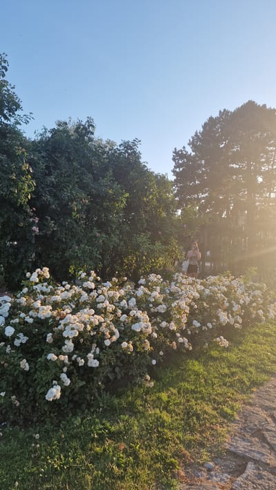 The image depicts a garden area with a dense hedge of green trees and bushes to the left, and a large bed of white roses in the foreground. The sun is low in the sky, casting a warm golden light and lens flares from the right side of the frame. In the background, on the right side of the image, a person is visible standing near a wooden fence, partially obscured by trees and light. The ground in the foreground is covered with green grass and a paved pathway on the right. The sky is a clear, light blue. This scene is likely located in Keszthely, Hungary, given the context of the query.