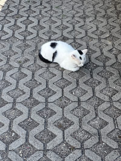 A black and white cat is lying on a patterned gray pavement. The cat is curled up and appears to be resting or sleeping. Its eyes are closed, and its paws are tucked underneath its body. The cat's fur is predominantly white with black markings on its head, back, and tail. The pavement is made of interlocking hexagonal concrete blocks with a diamond-shaped pattern. The texture of the pavement is rough, with visible gravel and small stones embedded in the concrete. The lighting suggests it is daytime, with sunlight casting shadows on the pavement. The overall scene is quiet and peaceful, with the cat seemingly undisturbed by its surroundings. The location context provided is Galanta, Slovakia. There is no visible text in the image.