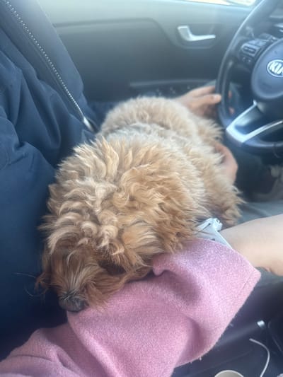 A small, light-brown, curly-haired dog is observed sleeping in the interior of a passenger vehicle during daytime. The dog rests with its head on a pink textured garment, which covers the lap or arm of an individual positioned to the right of the frame. A second individual, wearing a navy blue zippered jacket, is partially visible on the left, with the dog's body positioned against their lower torso or lap. The right hand of the person on the right is visible gripping a black steering wheel with a "KIA" logo, indicating they are in the driver's seat. A second hand from this individual rests gently on the dog's back. Vehicle door panels, a silver door handle, and window controls are visible in the blurred background. Natural light enters the vehicle from the right side. The specific location within Kermen, Bulgaria, cannot be determined from the provided image.