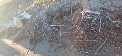 The image shows a close-up of a sandy shoreline, likely in Issyk-Kul, Kyrgyzstan, with a large, weathered piece of driftwood partially submerged in the sand on the left side. The driftwood is pale gray and appears to be a substantial section of a tree trunk with visible grain and some rough, splintered edges. Extending from the sand around the driftwood and across the majority of the frame are numerous tangled, dry branches and roots. These are a mix of thin, reddish-brown tendrils and thicker, greyish-white woody structures. Some small green sprouts are emerging from the soil amidst the debris. The ground is sandy with small pebbles and debris scattered throughout. The lighting suggests it is either early morning or late afternoon, with a strong sunlight casting shadows and creating a bright, somewhat overexposed area on the left side of the image. There are no people or animals visible in the scene.