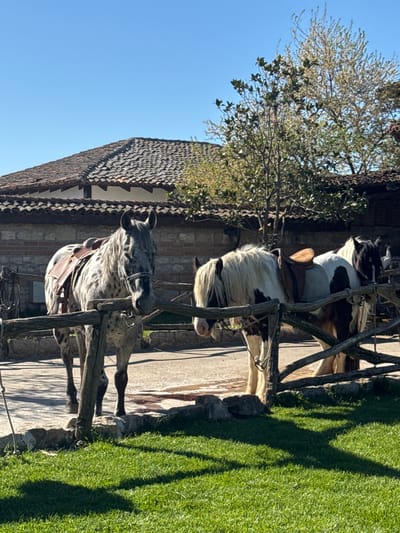 Three horses, saddled and restrained by a wooden fence, stand in front of a building with a tiled roof. The scene is bathed in sunlight, and a tree casts a shadow on the paved ground. The location is likely in Kalimantsi, Bulgaria, considering the prompt's specifications. One horse is primarily grey with dark spots, the second is white with brown and black spots, and the third is not fully visible. The building is constructed of stone or brick. The sky is clear and blue. A strip of green grass is visible to the right.