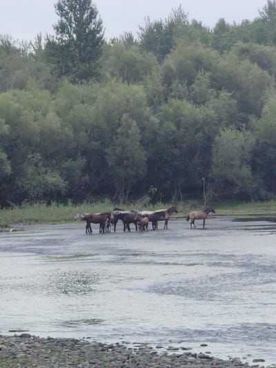 In the city of Kundustug, Russia, a herd of horses stands in a shallow river. The horses are of various colors, including brown, white, and dark gray, and some appear to be foals. They are positioned in the water, which is calm with visible ripples. The background features a dense forest of green trees, with a lighter colored sky overhead. The foreground shows the rocky shore of the river.
