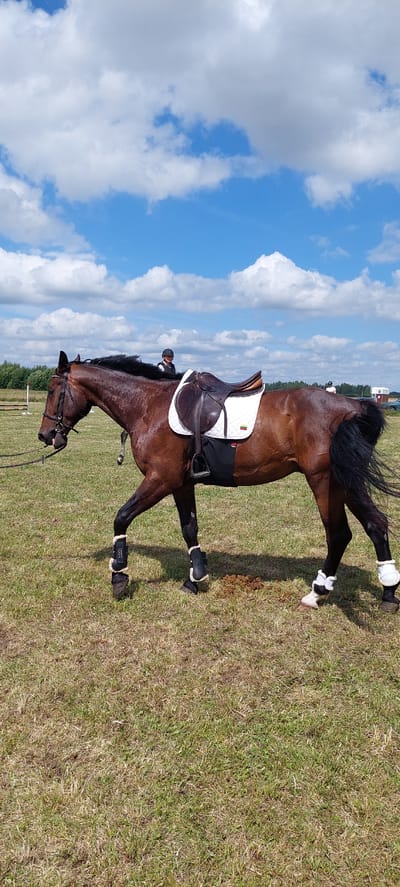 The image captures a brown horse with a saddle and a rider wearing a helmet and a dark vest, walking on a grassy field under a blue sky with scattered white clouds. The horse is equipped with black leg wraps on its hind legs and white leg wraps on its front legs. In the background, a line of trees can be seen, along with a fence and what appears to be an equestrian obstacle. Further in the distance, other people and structures are visible, suggesting an organized event. The overall setting is outdoors, likely a rural or park area, possibly during a competition or training session. There is no specific indication of the city of Berniūnai, Lithuania, within the image itself, but the context provided states this location.