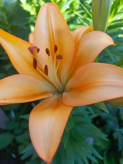 This media file is a close-up photograph of an orange lily in bloom. The flower's petals are a vibrant orange, with lighter streaks running down their centers, and are curved outwards. In the center of the bloom, several stamens with brown anthers are visible, along with a purple stigma. The background consists of blurred green foliage, suggesting an outdoor setting, likely a garden. The lighting appears to be natural daylight, possibly late morning or early afternoon, given the brightness and the way the light highlights the flower's textures. There are no people, text, or specific events depicted. The image captures the intricate details and natural beauty of the lily.