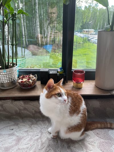 A domestic cat with orange and white fur sits on a textured surface in front of a window. The cat is facing right, with its head turned slightly to the left. In the background, through the window, a green, grassy area with trees and some buildings is visible. A reflection of a person is visible in the window. On the windowsill, there are several decorative objects, including a small bowl of potpourri, two dark rectangular blocks, a small ceramic bird, and a red glass holder. A large white pot is also on the windowsill to the right. The scene is indoors, with the window providing a view of an outdoor environment that appears to be located in the city of Prigorodny, Russia, given the appearance of a typical dacha settlement with wooden houses and birch trees.