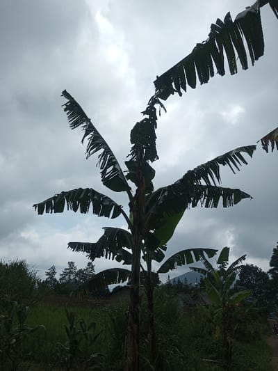 The image displays a rural landscape in Kondha, India, under an overcast sky. In the foreground, two mature banana trees with dark, weathered leaves showing torn edges and varying shades of green stand prominently. Their rough, fibrous trunks are dark brown. The midground features dense, green vegetation, including tall grasses and what appear to be agricultural fields. A dirt path is partially visible on the far right. In the background, a line of coniferous trees is present above the vegetation, and further right, a residential structure with a light-colored roof is partially visible. A small white dome or spire is faintly discernible behind the trees, set against a distant, dark mountain range dominating the horizon. The sky is largely covered by a thick layer of grey and white clouds, with a small area of lighter, possibly blue-grey sky visible in the upper-center. No human or animal subjects are present.