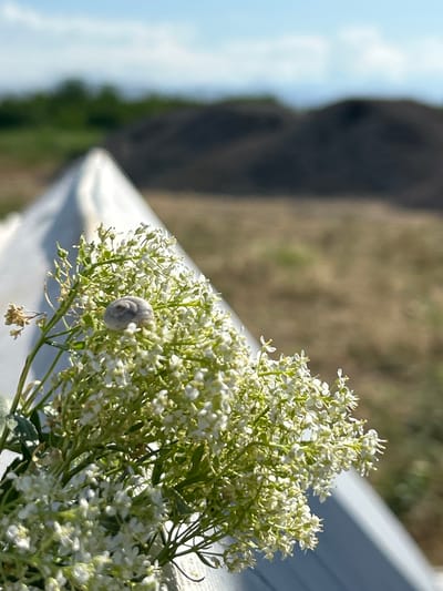 A snail shell rests on a cluster of small white flowers, which are in the foreground. Behind the flowers, a bright blue sky with wispy clouds is visible above blurred green trees and dark, conical mounds. The scene appears to be outdoors. The location is noted as Berkanush, Armenia.