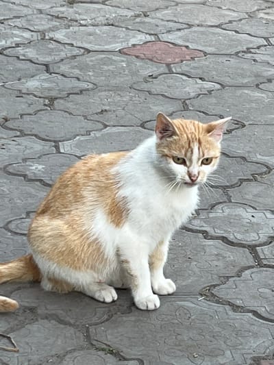 A ginger and white cat is sitting on a patterned grey pavement in Seredivka, Ukraine. The cat is facing the camera with its head slightly tilted and its gaze directed forward. Its fur is a mix of orange and white patches. The pavement is made of interlocking stone tiles with a decorative, scalloped design. There is a single pink tile visible in the background amongst the grey ones. The scene appears to be outdoors during daylight.