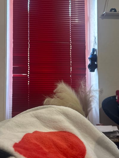 The image captures an interior scene in Saint-Germain-en-Laye, France. In the immediate foreground, a white, plush fabric, likely a blanket, is visible, featuring a large, irregular red shape. Behind this, slightly right of center, a cluster of pale, feathery ornamental plants, consistent with pampas grass, is positioned. To the right of the plants, a dark object, possibly a piece of furniture, is partially visible, with a stack of papers situated below it. The background consists of a window covered by closed red horizontal blinds, allowing ambient light to penetrate through the slats and edges. To the right of the window frame, two dark, stylized objects, possibly masks, are vertically suspended by a cord. A white shelf with a small, dark item rests above these suspended objects. The visible wall surface is light in color. No individuals are present in the scene.