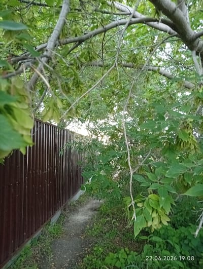 The image captures a narrow, dirt pathway running alongside a tall, dark brown corrugated metal fence. The fence extends into the distance, bordering a lush, green area filled with dense foliage and trees. Sunlight filters through the leaves, creating dappled lighting effects. The branches of trees hang over the pathway and the fence, with some leaves and seed pods visible. The date "22.06.2026 19:08" is overlaid in the lower right corner of the image. The scene appears to be an outdoor setting in a residential or semi-rural area, possibly a backyard or alleyway in Sarytogay, Kazakhstan. There are no people visible in the image.