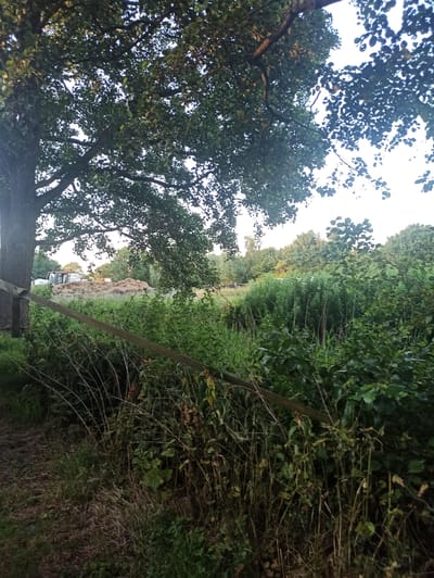 The image depicts a rural scene in Uithuizen, Netherlands, likely during the daytime given the natural lighting. The foreground is dominated by the branches and dark green foliage of a large tree on the left, its trunk partially visible. A rustic wooden fence post, with a piece of rope wrapped around its base, runs diagonally across the lower right portion of the frame.
Beyond the tree, the scene opens up to a natural landscape. A dense line of lush green trees and vegetation forms a natural boundary stretching into the distance on the right side of the image. In the middle ground, a track or path is visible, bordered by this dense greenery. On this path, a white tractor with an orange cabin is seen, seemingly engaged in some form of agricultural activity. Behind the tractor, a large, light brown mound of what appears to be hay or straw is piled high, suggesting harvesting or storage activities.
The overall atmosphere is serene and bucolic, characteristic of the Dutch countryside. The sky above is bright, hinting at fair weather. The focus on natural elements like trees and vegetation, combined with the presence of agricultural machinery, strongly suggests a farming or rural environment. No people are clearly visible, and there is no visible text in the image.