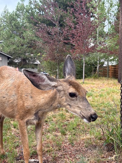The image depicts a single deer, likely a mule deer, in a residential outdoor environment in Bend, United States. The deer, positioned in the lower-left to central frame, is oriented facing right with its head slightly lowered, appearing to browse or observe low vegetation. Its coat is light brown with darker speckled markings, and its large ears are erect.
The ground consists of a mixture of sparse green grass, dry brown patches, and exposed soil. A dark, metallic chain hangs vertically along the right edge of the frame, partially obscured by greenery.
In the background, residential elements are visible. A portion of a light-gray building with an exterior light fixture is present on the left. Further back, a light-colored vehicle is discernible on a paved surface or driveway. The natural environment features a variety of trees: dark green coniferous pines, deciduous trees with reddish-brown foliage, and lighter-barked trees, suggesting a transitional urban-wildland interface. A light-colored wooden fence runs horizontally along the far right. The sky is uniformly overcast. No human subjects are present.