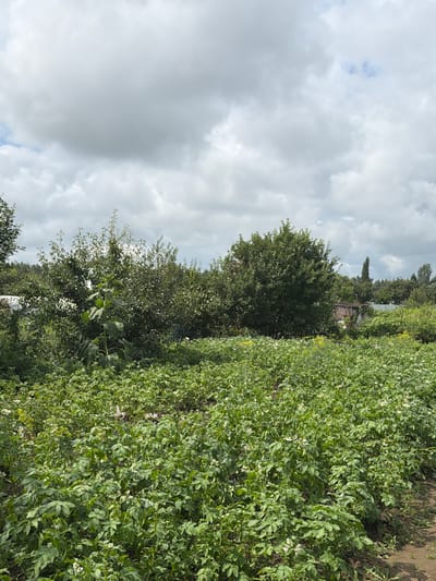A full shot captures a vast expanse of potato plants in bloom, with delicate white flowers dotting the dense green foliage. These plants occupy the foreground, extending towards the middle ground of the image. A tall sunflower, its leaves somewhat droopy, stands out amidst the lower-lying vegetation. Further back, a dense line of trees forms a verdant backdrop, with a rustic wooden shed peeking through the foliage on the right side. The sky above is a dramatic canvas of grey clouds, with patches of blue sky visible in between. The scene appears to be an agricultural plot on the outskirts of the city of Agidel', Russia, suggesting a rural or semi-rural setting.