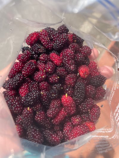 A close-up, overhead shot shows a clear plastic bag filled with ripe mulberries. The mulberries are a mix of deep purple and bright red, with some appearing almost black. They are clustered together, obscuring the bag's texture in most areas. The lighting suggests an outdoor environment, possibly in Castelfranco di Sotto, Italy, where the sun creates highlights on the berries and the plastic. Some text is visible on the bag, but it is blurred and largely illegible. The image captures the texture and rich color of the fruit, emphasizing their natural beauty and freshness.