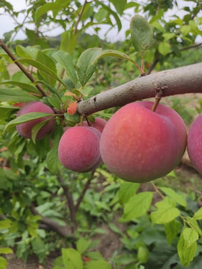 A close-up, slightly overhead shot captures a branch of a plum tree laden with ripe fruit. The branch, gray and rough, runs horizontally across the upper half of the frame. Below it, several plums hang, their skin a vibrant red-purple with a fine, dusty bloom. One plum in the foreground is particularly detailed, showing small speckles on its surface. The background is a blur of green leaves and the dark soil of an orchard. The image appears to be taken outdoors in the city of Kipshek, Russia, likely during the late summer or early autumn when plums are in season.