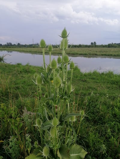 In the city of Krasnoluka, Ukraine, an image captures a close-up view of a wild teasel plant with its characteristic spiky flower heads, standing tall amidst a field of green grass. Behind the plant, a calm body of water reflects the overcast sky, with a distant line of trees and utility poles marking the horizon. The overall scene depicts a natural, slightly overgrown environment under a cloudy sky.