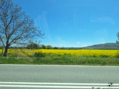 The image shows a blurred view of a landscape through a window, seemingly from a moving vehicle. In the foreground is a gray asphalt road with two parallel white lines marking the edge. Beyond the road, there is a strip of green vegetation. Further back is a field of bright yellow flowers, likely rapeseed, extending across the frame. A tree with bare branches is visible to the left of the frame. The background shows a clear blue sky with subtle cloud formations. A distant, low hill or mountain is visible in the far right. The image is taken in Rogachevo, Bulgaria, judging from the environment.