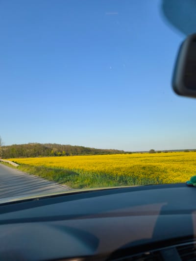 The image shows a view from inside a car, likely on a road trip through the Bulgarian countryside near Staro Oriahovo. A vast field of bright yellow rapeseed flowers stretches out on the right side of the road, under a clear, cloudless blue sky. A line of trees marks the horizon beyond the field. A gray asphalt road is visible on the left with long shadows cast across it. The dashboard of the car is in the foreground and partially obscures the lower part of the view, with a small green object visible on the dashboard. The rearview mirror is partially visible in the upper right corner of the frame. No people are directly visible in the image, suggesting the focus is on the landscape. The location is indicated as the city of Staro Oriahovo, Bulgaria, based on the user's specification. The overall impression is of a rural setting, likely during springtime when rapeseed flowers are in bloom.